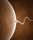 Spermien und Eizelle tragen bestimmte Oberflächenmoleküle, mit deren Hilfe sie einander finden