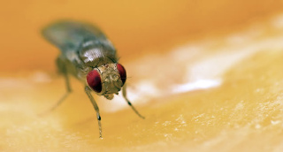 Langlebige Fruchtfliegen beflügeln die Forschung
