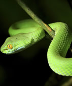 Die offiziellen Zahlen der Schlangenbiss-Toten liegen oft viel zu tief, sagen Wissenschaftler