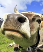 Kühe, die auf die Weide dürfen, geben offenbar wirklich bessere Milch