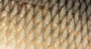 Der Schleim der Fischhaut bietet Schutz vor Krankheitserregern